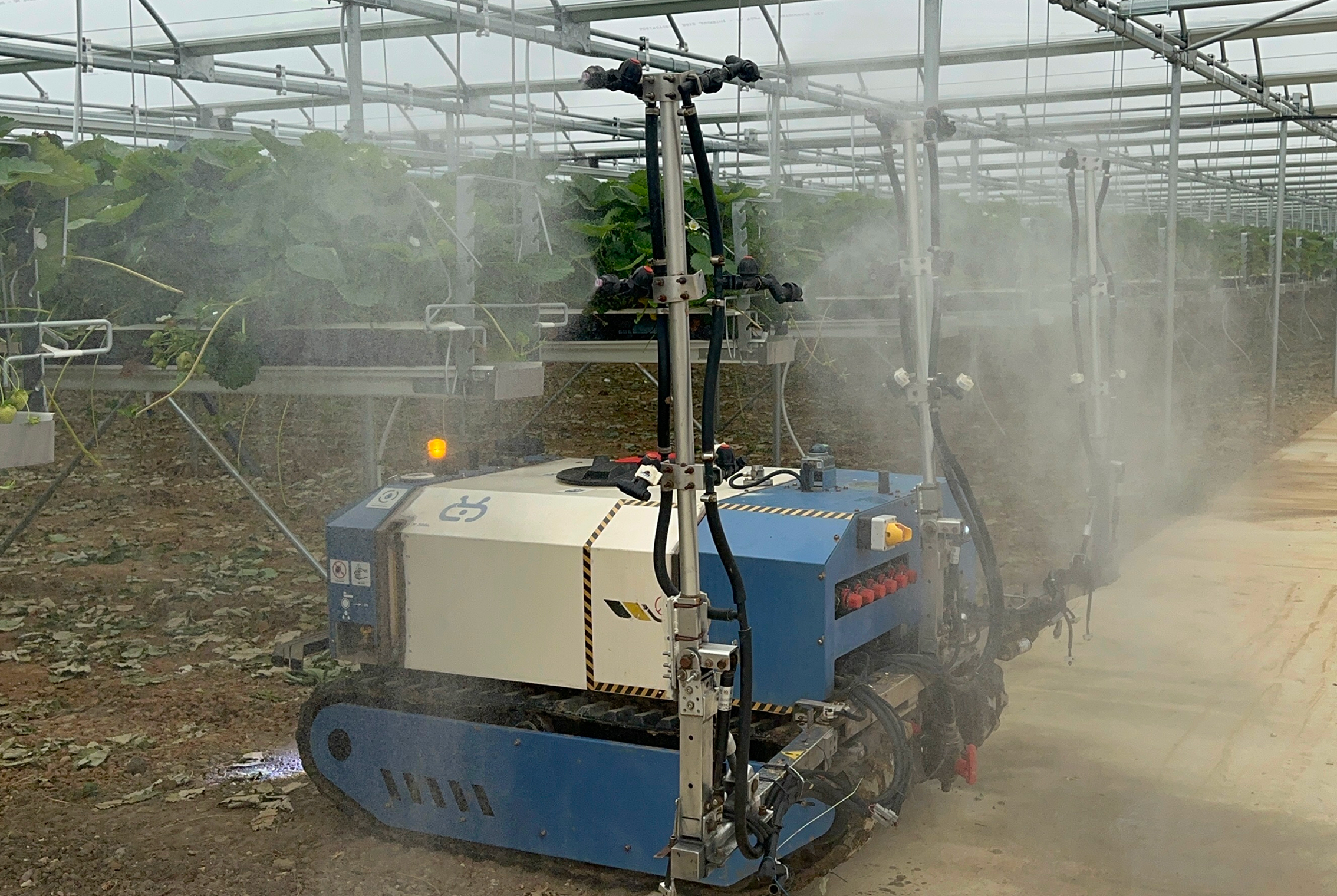Strawberry cultivation inside a glasshouse